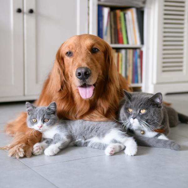 perro-gato.jpg